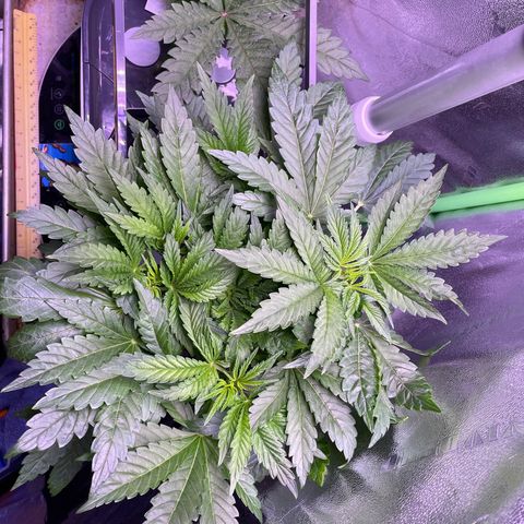 Zoe growlog timeline photo