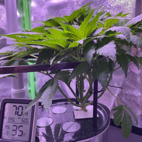 Zoe growlog timeline photo