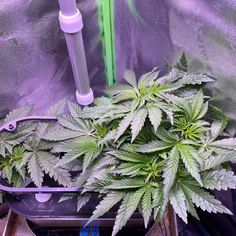Zoe growlog timeline photo