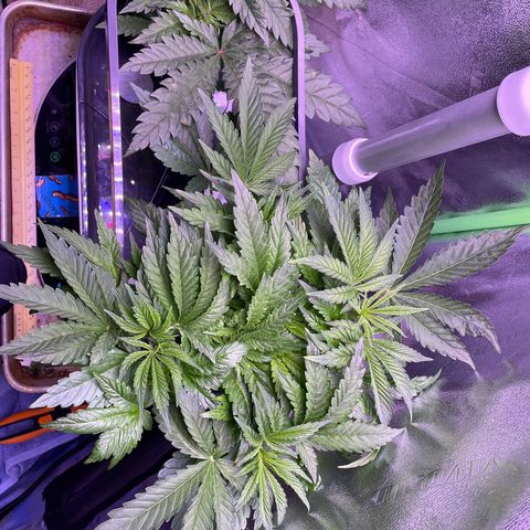 Zoe growlog timeline photo