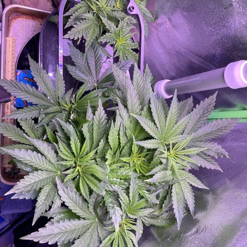 Zoe growlog timeline photo