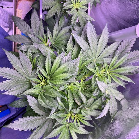 Zoe growlog timeline photo