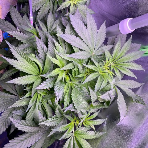 Zoe growlog timeline photo