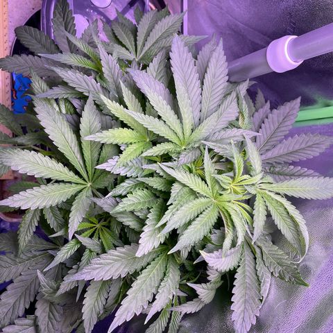 Zoe growlog timeline photo