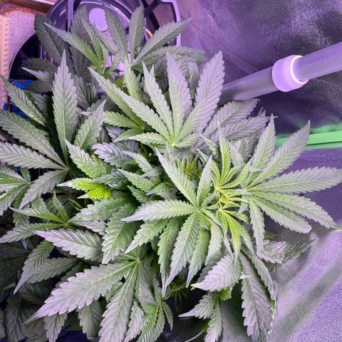 Zoe growlog timeline photo
