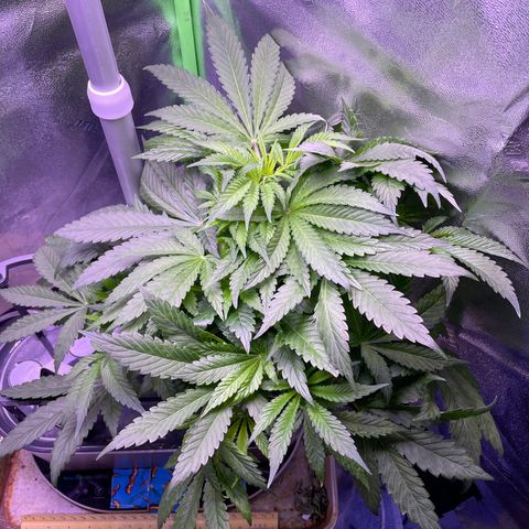 Zoe growlog timeline photo