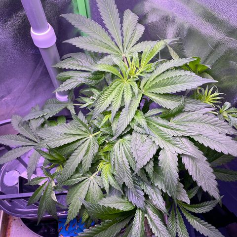 Zoe growlog timeline photo