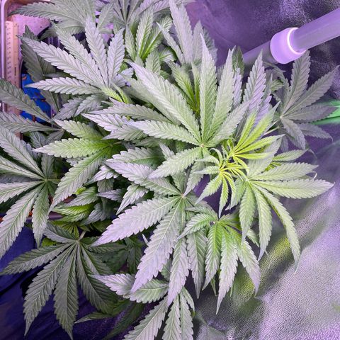 Zoe growlog timeline photo