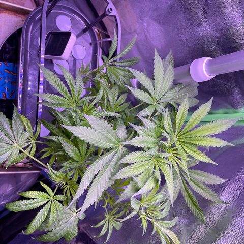 Zoe growlog timeline photo