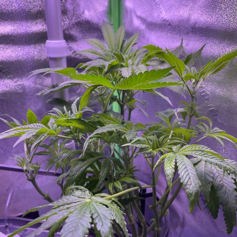 Zoe growlog timeline photo