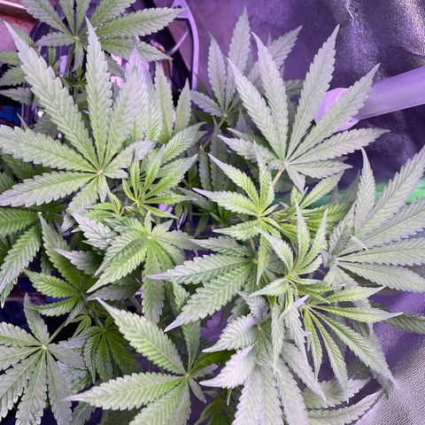 Zoe growlog timeline photo