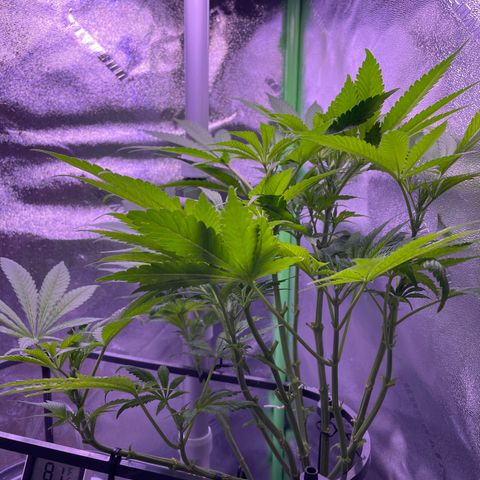 Zoe growlog timeline photo