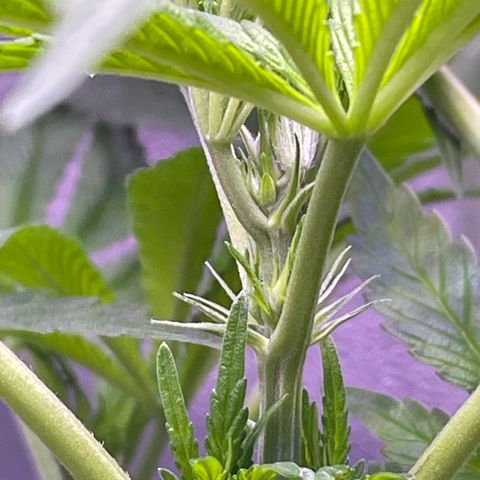 Zoe growlog timeline photo