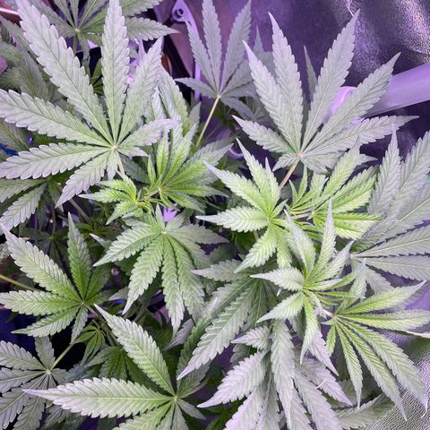 Zoe growlog timeline photo
