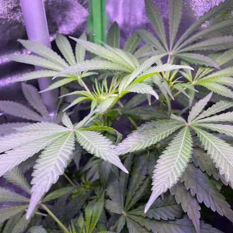 Zoe growlog timeline photo