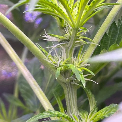 Zoe growlog timeline photo