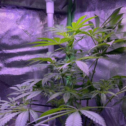Zoe growlog timeline photo