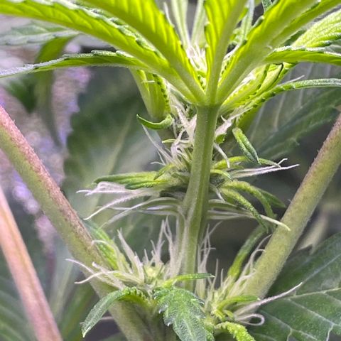 Zoe growlog timeline photo