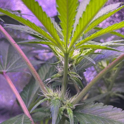 Zoe growlog timeline photo
