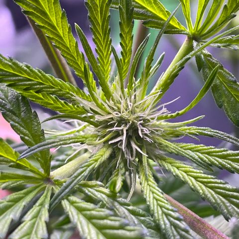 Zoe growlog timeline photo
