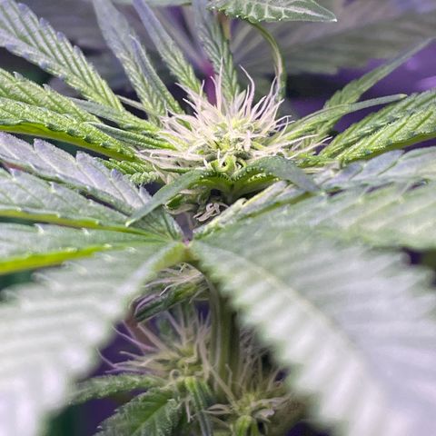 Zoe growlog timeline photo