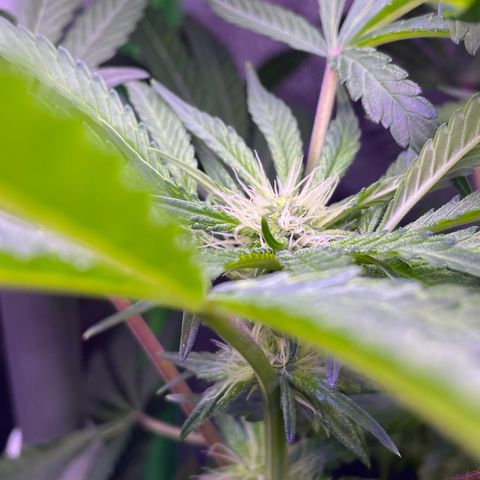 Zoe growlog timeline photo