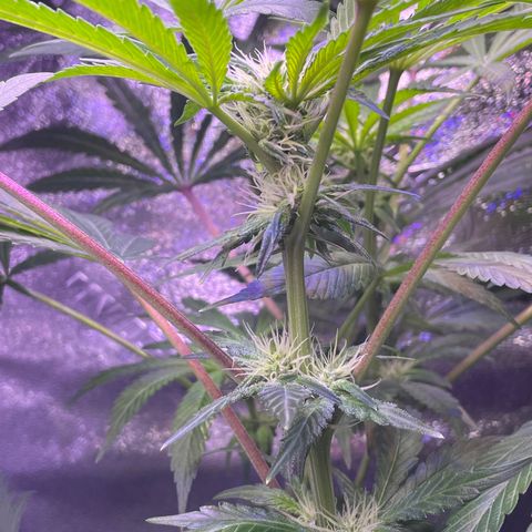 Zoe growlog timeline photo