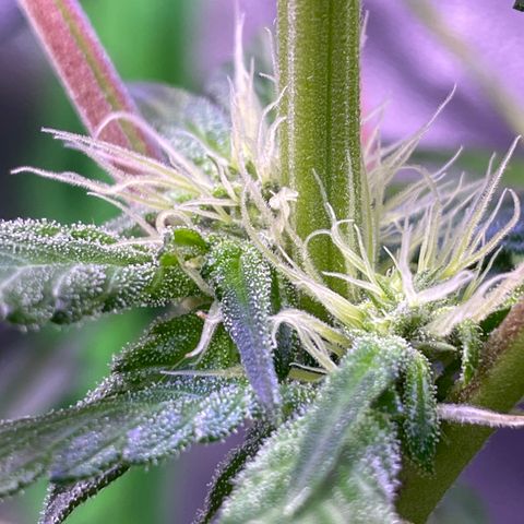 Zoe growlog timeline photo