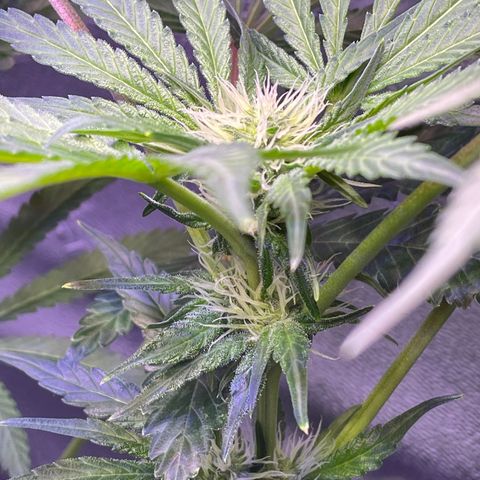 Zoe growlog timeline photo