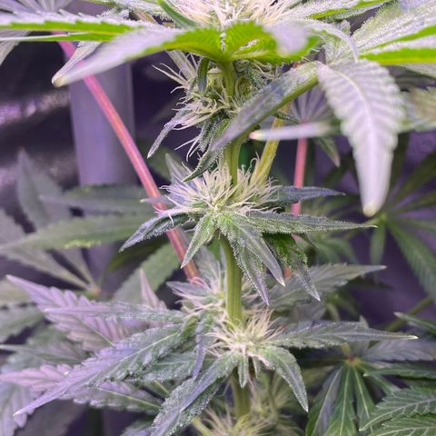 Zoe growlog timeline photo
