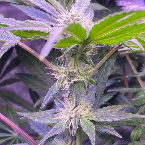 Zoe growlog timeline photo