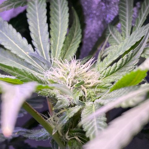 Zoe growlog timeline photo