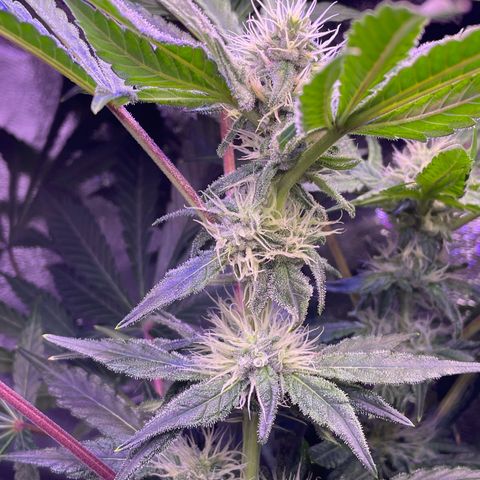 Zoe growlog timeline photo