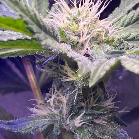 Zoe growlog timeline photo