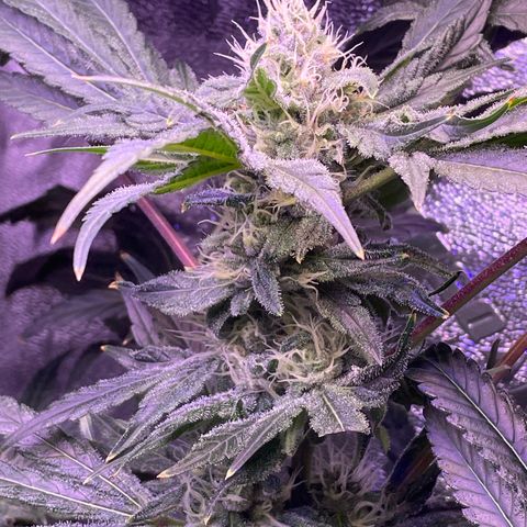 Zoe growlog timeline photo