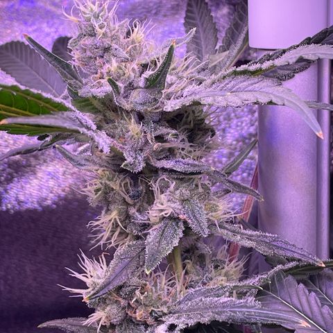 Zoe growlog timeline photo