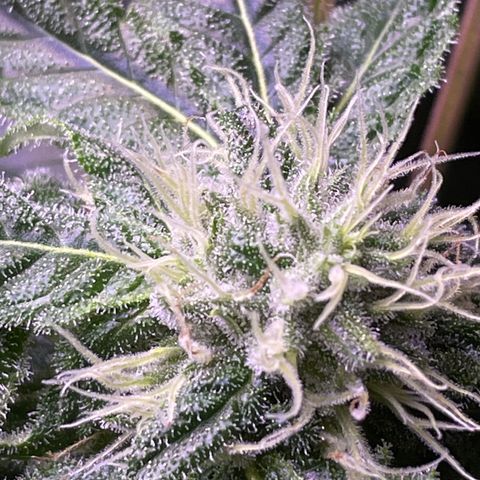 Zoe growlog timeline photo