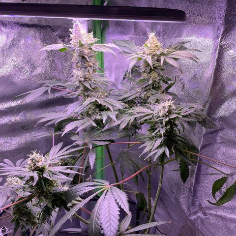 Zoe growlog timeline photo