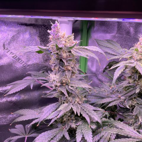 Zoe growlog timeline photo
