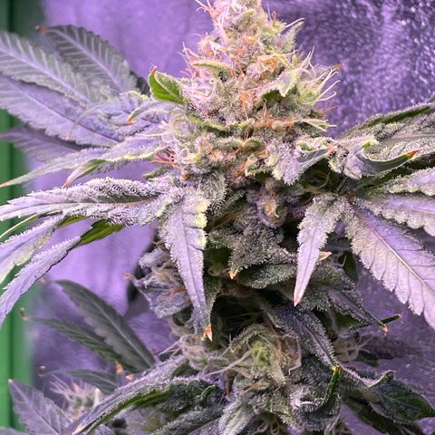 Zoe growlog timeline photo