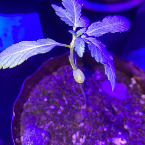 Solemn Mother of the Silly Wonka - the og growlog timeline photo