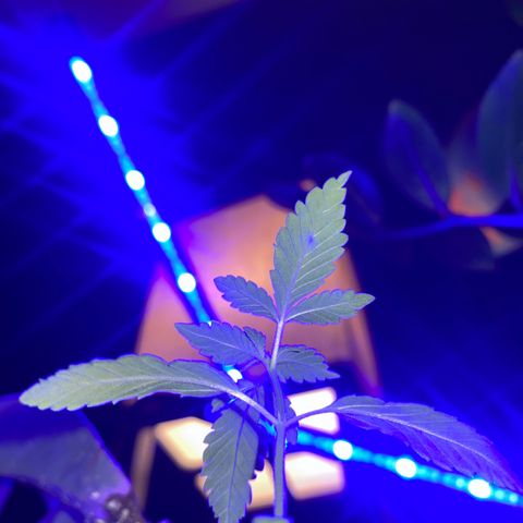 Solemn Mother of the Silly Wonka - the og growlog photo: fire