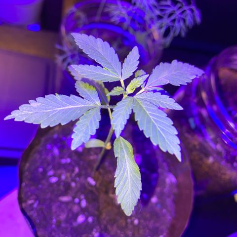 Solemn Mother of the Silly Wonka - the og growlog timeline photo