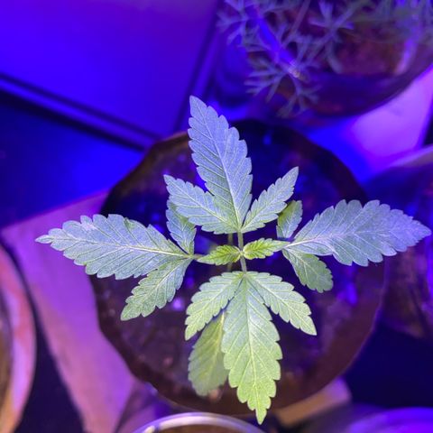 Solemn Mother of the Silly Wonka - the og growlog timeline photo