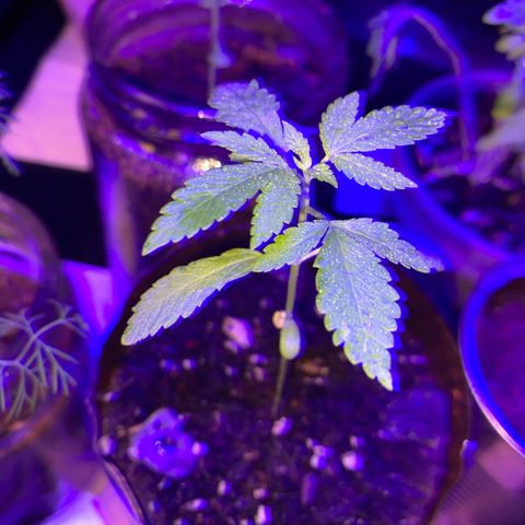 Solemn Mother of the Silly Wonka - the og growlog timeline photo