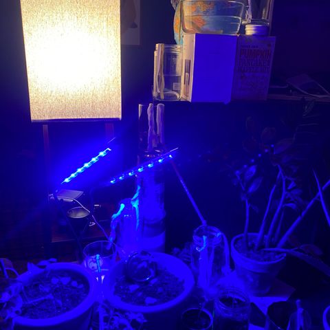 Solemn Mother of the Silly Wonka - the og growlog photo: water wicking chain to delay watering time by ~3 days while gone on 10 day vacation- hoping it works...🤞