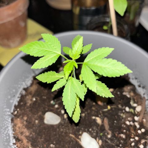Solemn Mother of the Silly Wonka - the og growlog timeline photo