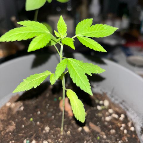 Solemn Mother of the Silly Wonka - the og growlog timeline photo