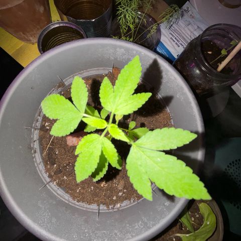 Solemn Mother of the Silly Wonka - the og growlog photo: she's looking pretty good, not sure why bottom leaves are yellowing and drooping a bit. could be nutrient burn from miracle-gro or simple overwatering, otherwise leaves look good so i'll keep relatively same watering/nutrient schedule with perhaps some slight reductions.