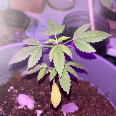 Solemn Mother of the Silly Wonka - the og growlog photo: she's looking pretty good, not sure why bottom leaves are yellowing and drooping a bit. could be nutrient burn from miracle-gro or simple overwatering, otherwise leaves look good so i'll keep relatively same watering/nutrient schedule with perhaps some slight reductions.